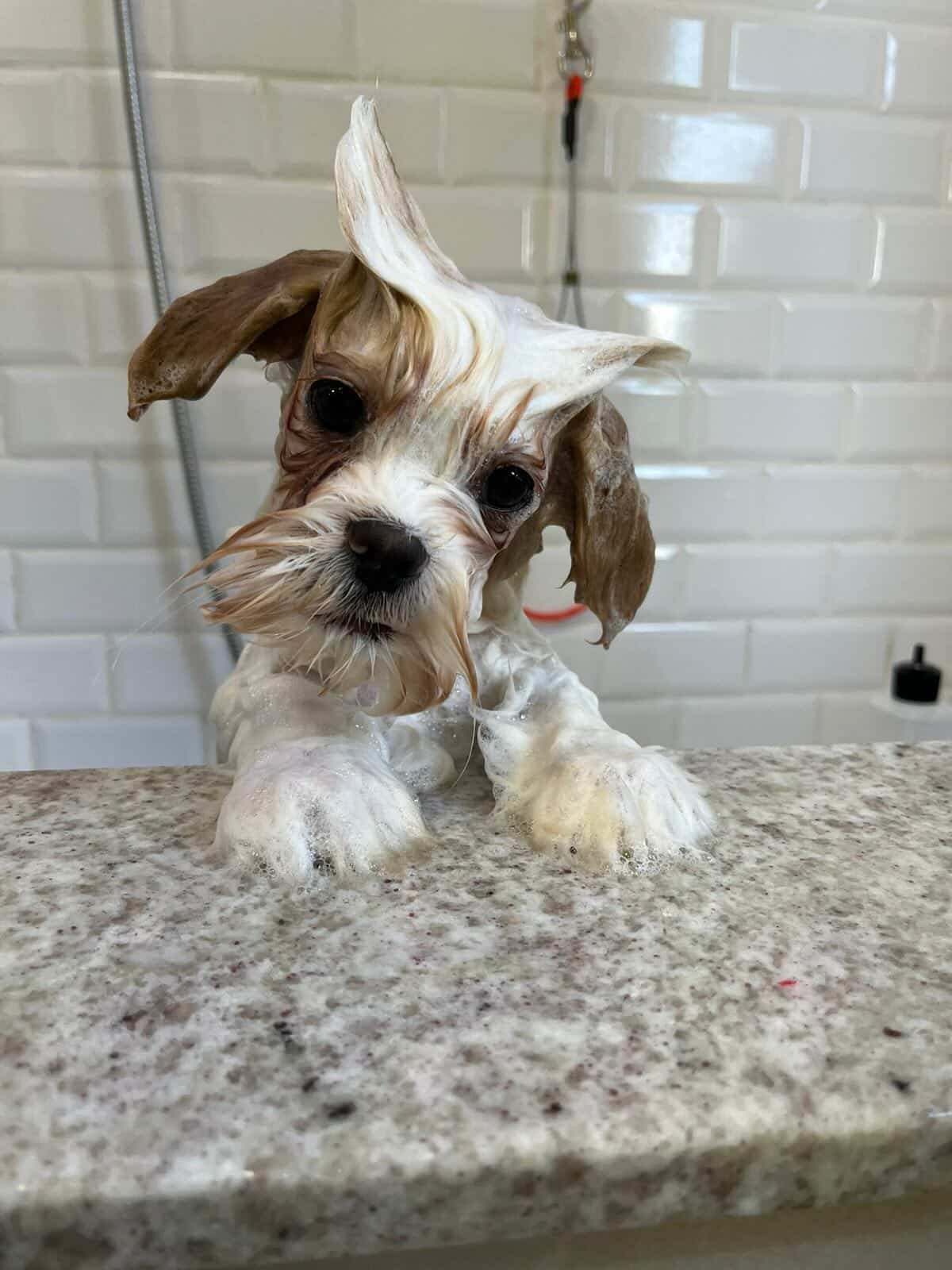 Pet após banho e tosa